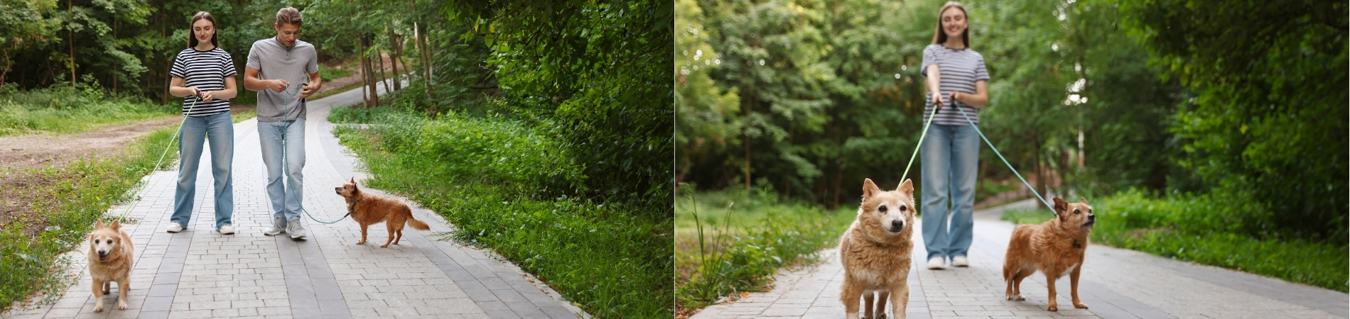 Frau und Mann gehen mit zwei Hunden an der Leine auf einem Weg durch den Wald spazieren.